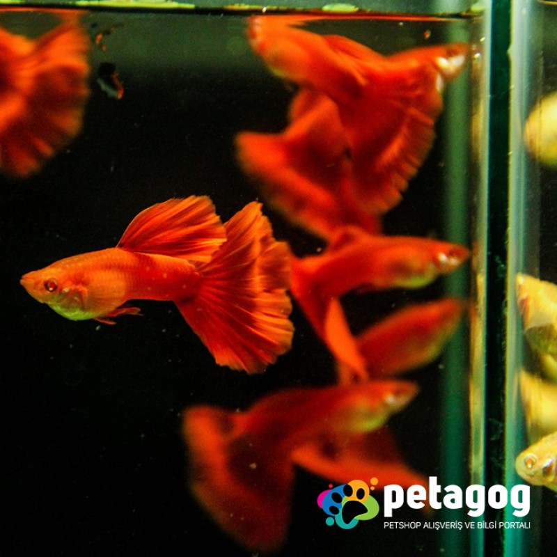 Full Red Lepistes / Full Red Guppy (Albino)