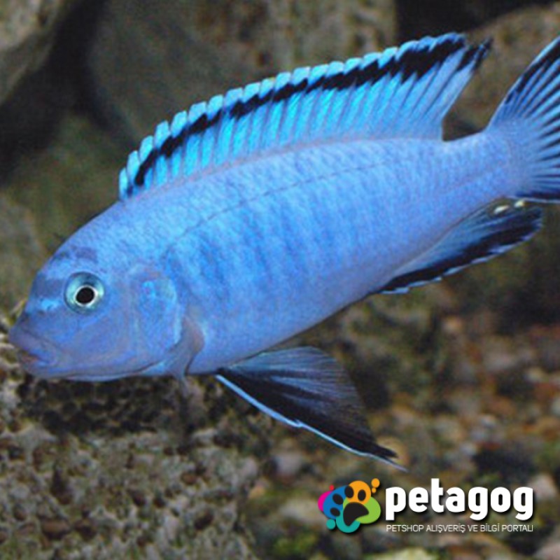Mavi Prenses / Labidochromis caeruleus