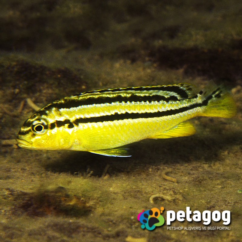 Melanochromis auratus (Auratus)