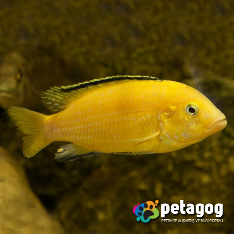 Sarı Prenses / Labidochromis caeruleus