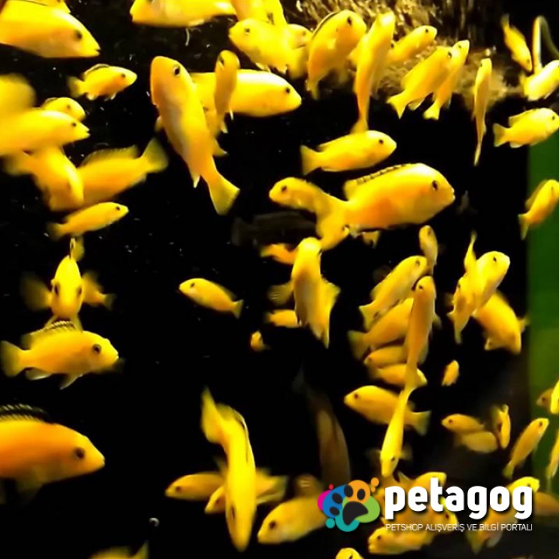 Sarı Prenses / Labidochromis caeruleus