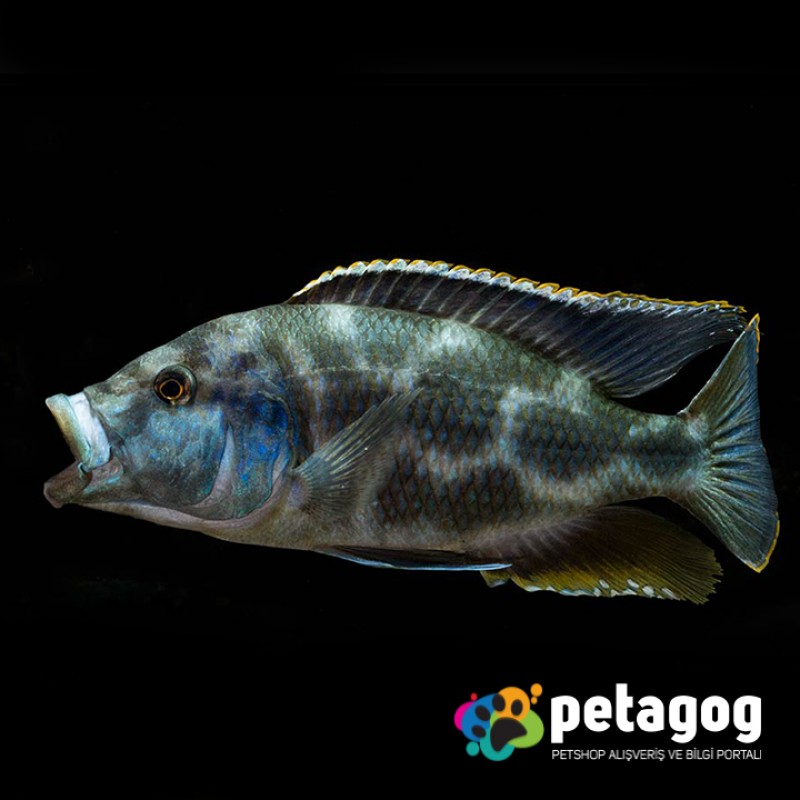 Nimbochromis livingstonii (Yaşayan Kaya -Kalingo)