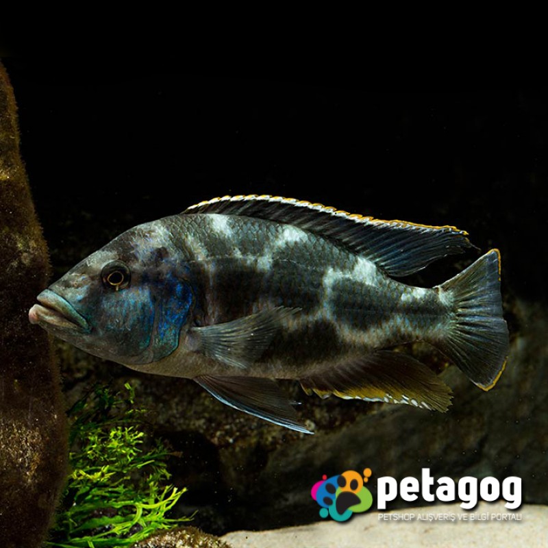 Nimbochromis livingstonii (Yaşayan Kaya -Kalingo)